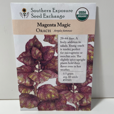 Magenta Magic Orach